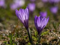 Zwei violette Krokusse im Gegenlicht